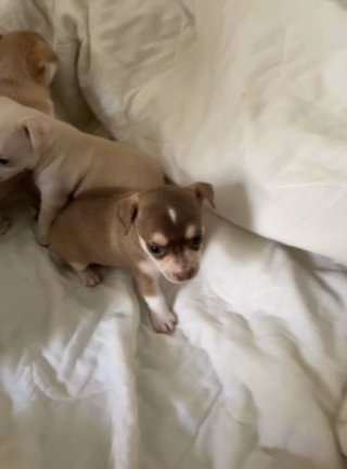 Chihuahua Puppies in Urbana, Ohio