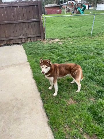 Purebred Siberian Husky. in Elyria, Ohio