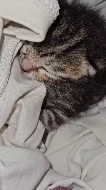 Newborn Kitten 4-5 days old in South Gate, California