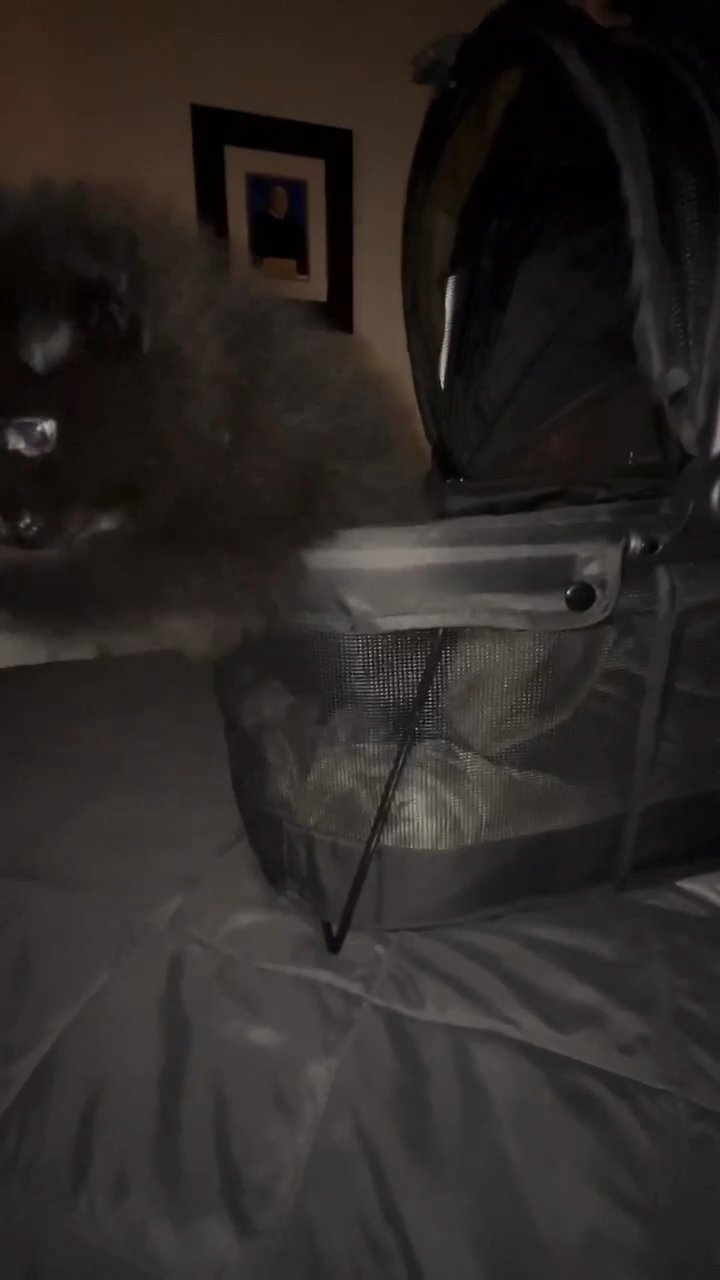 ? Beautiful Pomeranian Puppy ? in Phoenix, Arizona