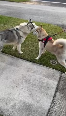 Husky Siberianos in Tamarac, Florida