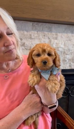 F1b Cavapoo “Flirt” in Salt Lake City, Utah