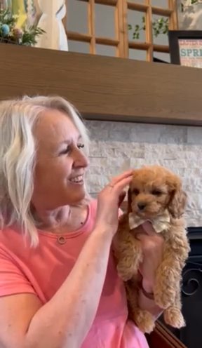 F1b Cavapoo “Romeo” in Salt Lake City, Utah