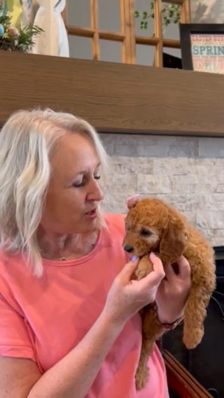 F1b Cavapoo “Kisses” in Salt Lake City, Utah