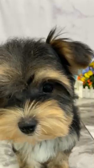 Adorable Morkie Girl, Lilo! in Pittsburg, Kansas