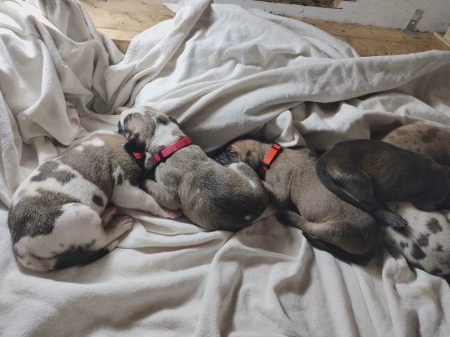 Dirty Dozen Great Danes in Fort Worth, Texas