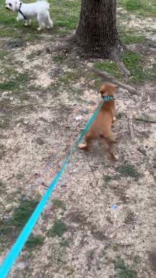 Puppy For Sale in Mesquite, Texas