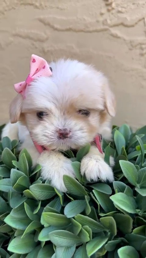 Maltipoo baby girl in Sunrise, Florida