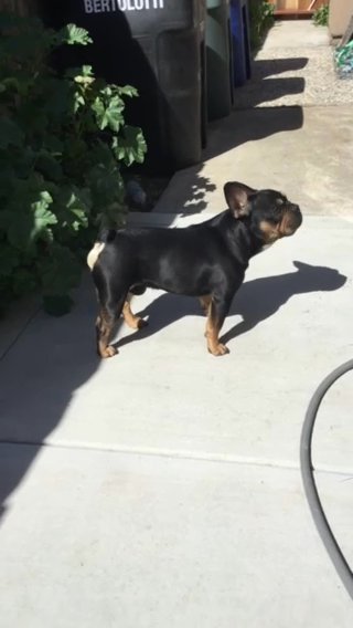 2 Year Old Male in Modesto, California