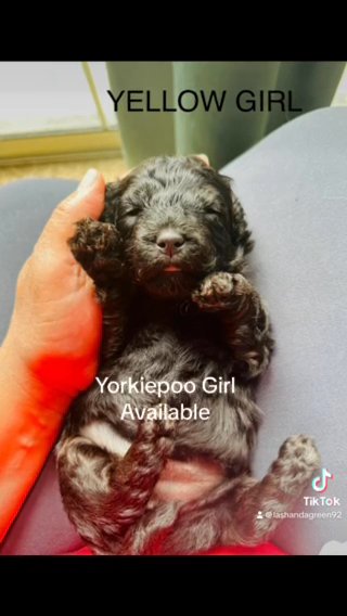 (Reserved) Yorkiepoo Girl in Houston, Texas