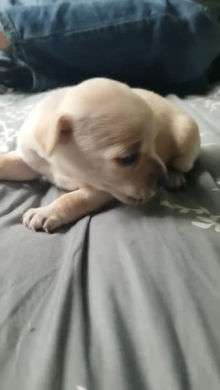 Chihuahua Babies! in Columbus, Mississippi