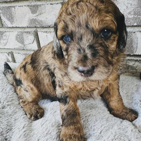 Sassy The Aussiedoodle in Hanford, California