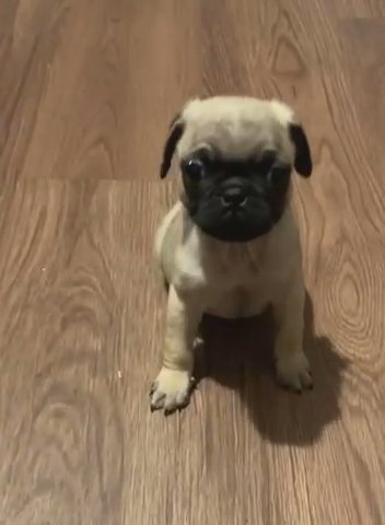 Pug Male & Female in Chicago, Illinois