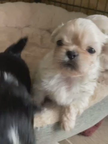 Pekingese in Greensboro, North Carolina