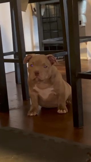 Female Micro American Bully in Bethlehem, Pennsylvania