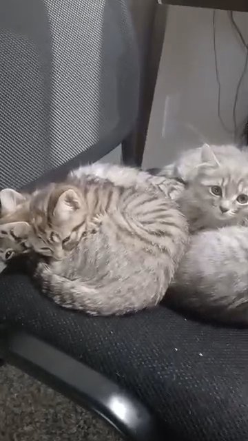 4 Gray and Brown Tabby Kittens in Greensboro, North Carolina