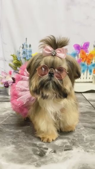 Itty Bitty Mal-Shi Girl, Sweetpea!! in Pittsburg, Kansas