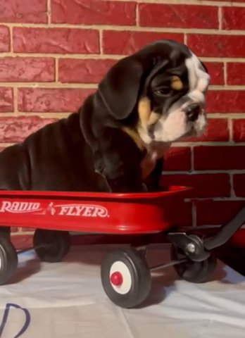 Male english bulldog in Winder, Georgia