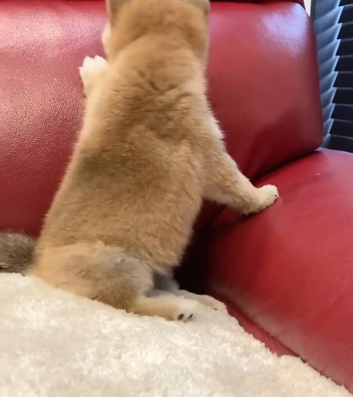 shiba Inu in Washington, District of Columbia