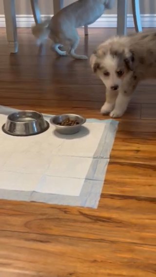 Australian Shepherd in La Habra, California