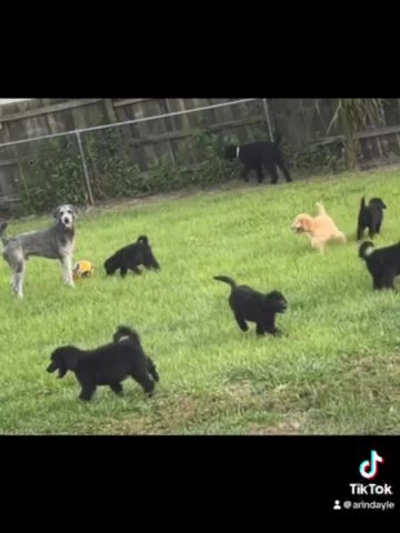 Standard Poodle Puppies in Lehigh Acres, Florida