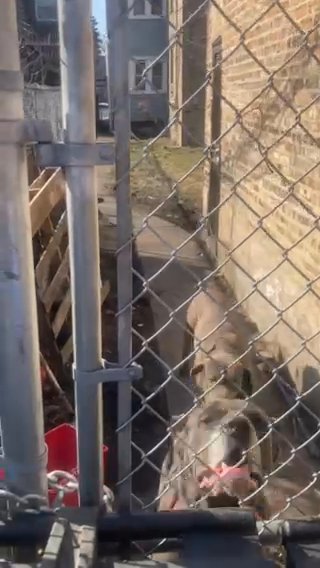 Cane Corso Puppies in Chicago, Illinois