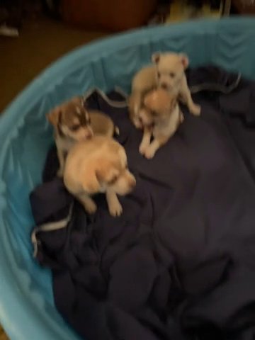 Chihuahuas in Urbana, Ohio