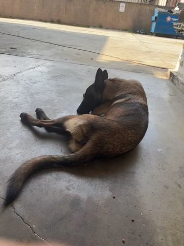 Belgian Mallinois in Los Angeles, California