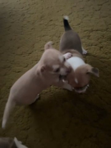 Chihuahuas in Urbana, Ohio