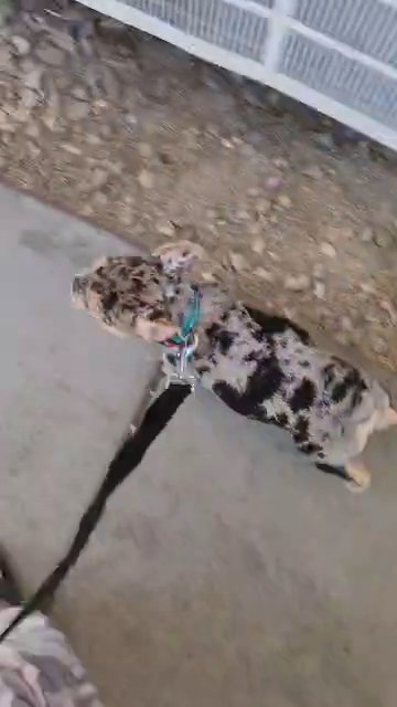 French bulldog akc in Las Vegas, Nevada