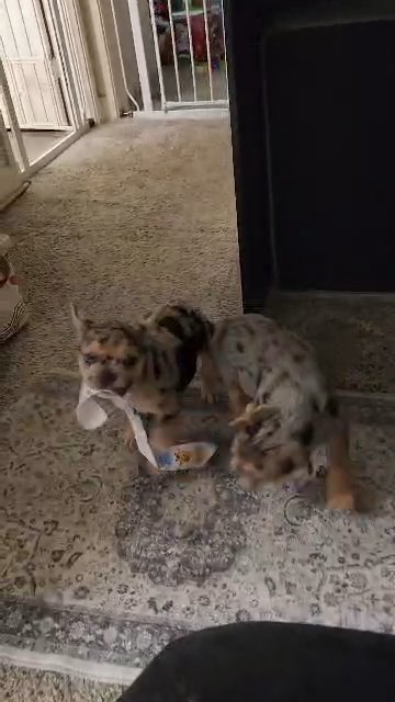 female french bulldog AKC in Las Vegas, Nevada