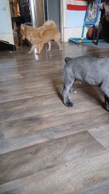 purebred Iccf papered Cane Corso puppies in Muncie, Indiana