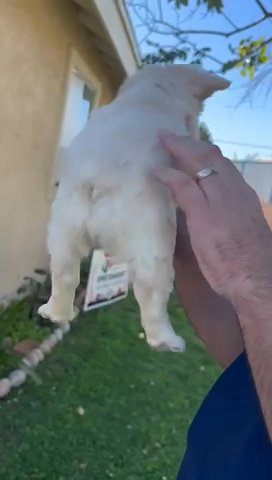 Akc Cream Fluffy French Bulldog Female in Riverside, California