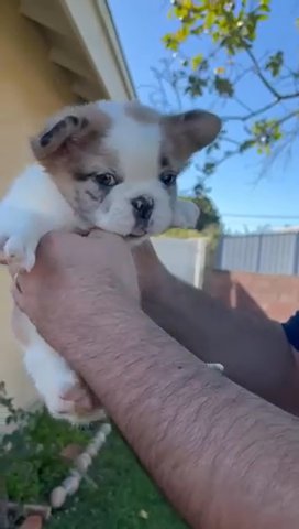 Merle Fluffy french Bulldog Boy Akc Reg in Riverside, California