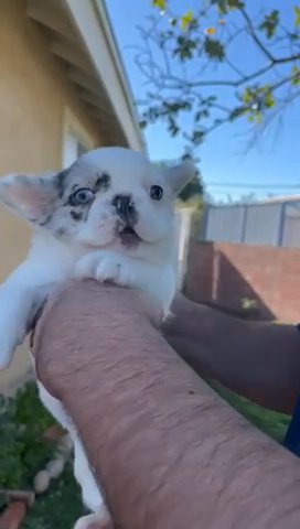Blue Eyes Merle Fluffy French Bulldog Female in Riverside, California