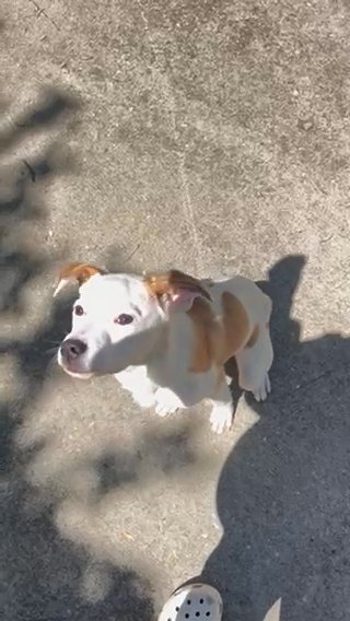 Great pyrenees/Amstaff in Atlanta, Georgia