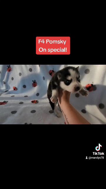 Baby Boy Pomsky in Gastonia, North Carolina