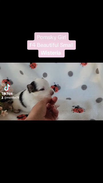 Beautiful Micro Pomsky girl in Gastonia, North Carolina