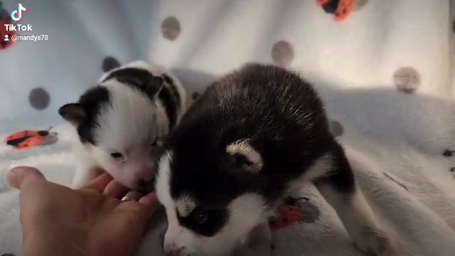 Toy sized Pomsky F4 Tiny! in Gastonia, North Carolina