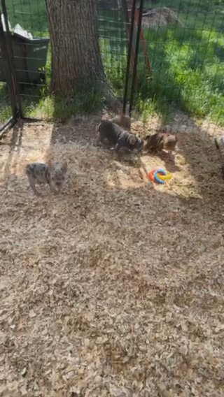 Blue Fawn Merle in Russellville, Arkansas