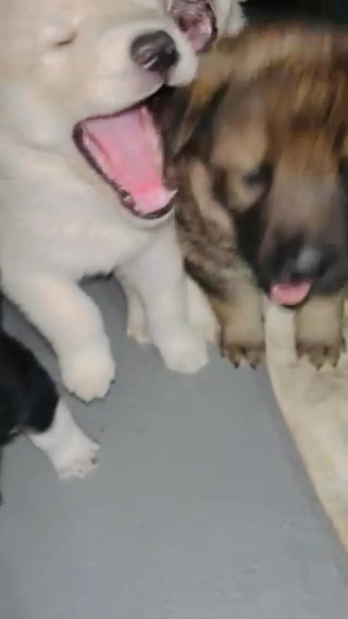Husky Mix With Rottweiler in Sterling Heights, Michigan