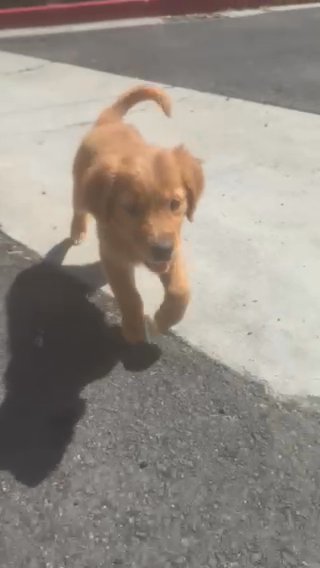 Golden Retriever Puppy in Chino Hills, California