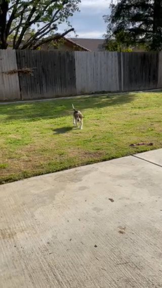 Stanley The Beagle in Bakersfield, California