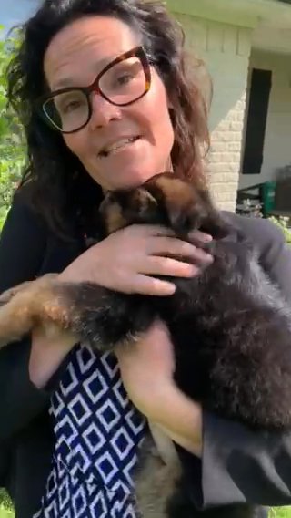 German Shepherd Long Hair - Blue Paws in Waco, Texas