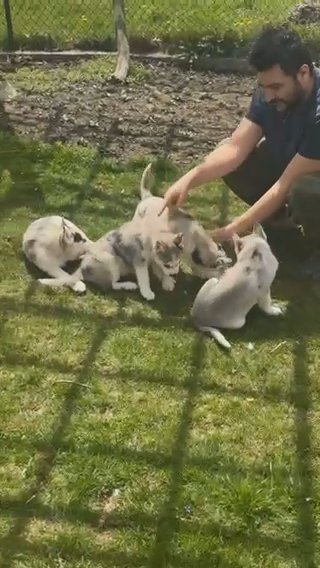 Pomsky Puppies 🐶 in Bellingham, Massachusetts