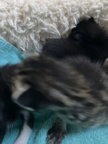Four Cutie Kittens Looking for Loving Homes in Walnut, California