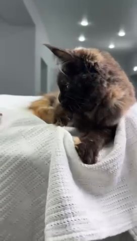 Maine Coon Female in North Port, Florida