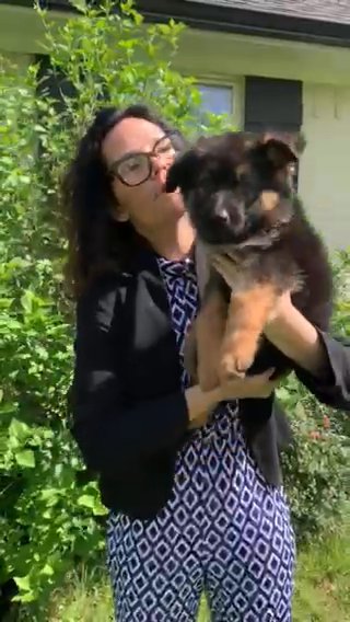 German Shepherd Puppy - Pinky in Waco, Texas