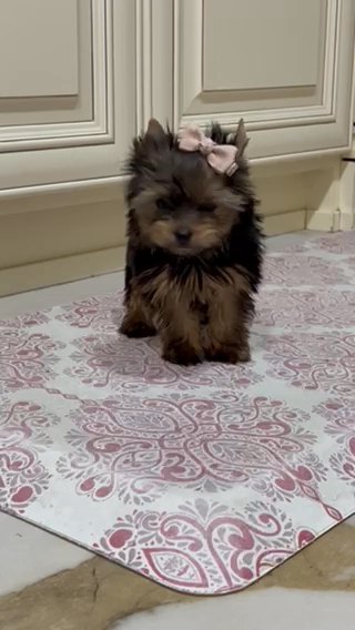 Tiny Traditional Male Yorkie in Riverside, California