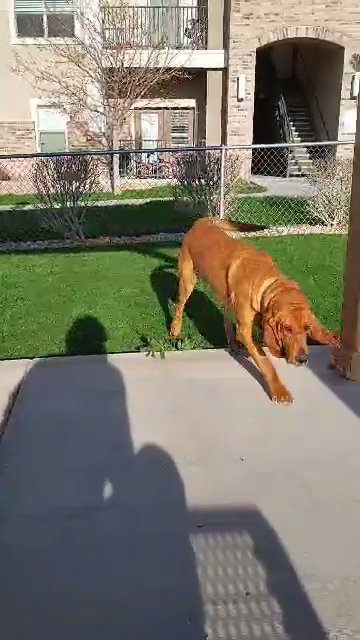 buck the bloodhound in Tooele, Utah